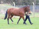 Image 199 in IPSWICH HORSE SOCIETY SPRING SHOW. 2 APRIL 2018