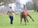 Image 7 in IPSWICH HORSE SOCIETY SPRING SHOW. 2 APRIL 2018