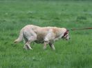 Image 59 in SOUTH NORFOLK PONY CLUB. HUNTER TRIAL. 28 APRIL 2018