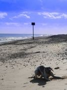 Image 4 in KESSINGLAND. ITS BEACH AND OTHER PARTS