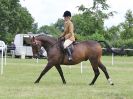 Image 150 in BECCLES AND BUNGAY RIDING CLUB OPEN SHOW. 17 JUNE 2018