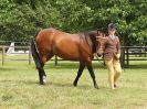 Image 179 in BECCLES AND BUNGAY RIDING CLUB OPEN SHOW. 17 JUNE 2018