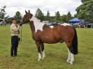 Image 195 in BECCLES AND BUNGAY RIDING CLUB OPEN SHOW. 17 JUNE 2018