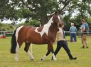 Image 196 in BECCLES AND BUNGAY RIDING CLUB OPEN SHOW. 17 JUNE 2018