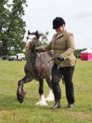 Image 42 in BECCLES AND BUNGAY RIDING CLUB OPEN SHOW. 17 JUNE 2018