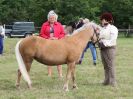 Image 58 in BECCLES AND BUNGAY RIDING CLUB OPEN SHOW. 17 JUNE 2018