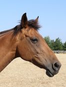 Image 101 in WORLD HORSE WELFARE. CLEAR ROUND SHOW JUMPING 14 JULY2018