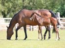 Image 180 in WORLD HORSE WELFARE. CLEAR ROUND SHOW JUMPING 14 JULY2018