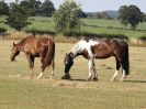 Image 22 in WORLD HORSE WELFARE. CLEAR ROUND SHOW JUMPING 14 JULY2018