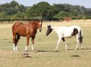 Image 33 in WORLD HORSE WELFARE. CLEAR ROUND SHOW JUMPING 14 JULY2018