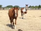 Image 54 in WORLD HORSE WELFARE. CLEAR ROUND SHOW JUMPING 14 JULY2018