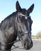 Image 11 in A YOUNG DRESSAGE RIDER.