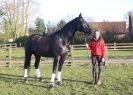 Image 12 in A YOUNG DRESSAGE RIDER.