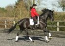 Image 22 in A YOUNG DRESSAGE RIDER.