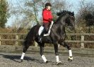 Image 36 in A YOUNG DRESSAGE RIDER.