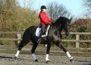 Image 38 in A YOUNG DRESSAGE RIDER.