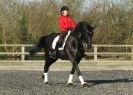 Image 40 in A YOUNG DRESSAGE RIDER.