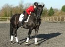 Image 44 in A YOUNG DRESSAGE RIDER.