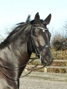 Image 45 in A YOUNG DRESSAGE RIDER.