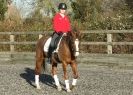 Image 49 in A YOUNG DRESSAGE RIDER.