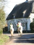 Image 29 in VALLEY  FARM  WICKHAM  MARKET.  FEB. 2014