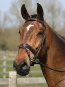 Image 104 in DRESSAGE AT BROADS EQUESTRIAN CENTRE. 29 MARCH 2014