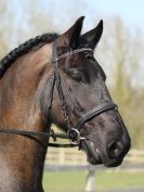 Image 125 in DRESSAGE AT BROADS EQUESTRIAN CENTRE. 29 MARCH 2014