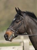 Image 37 in DRESSAGE AT BROADS EQUESTRIAN CENTRE. 29 MARCH 2014