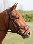 Image 49 in DRESSAGE AT BROADS EQUESTRIAN CENTRE. 29 MARCH 2014