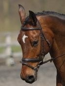 Image 92 in DRESSAGE AT BROADS EQUESTRIAN CENTRE. 29 MARCH 2014