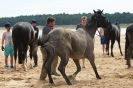 Image 20 in HOUSEHOLD CAVALRY AT HOLKHAM