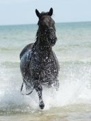 Image 43 in HOUSEHOLD CAVALRY AT HOLKHAM