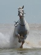 Image 50 in HOUSEHOLD CAVALRY AT HOLKHAM