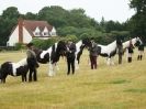 Image 45 in ADVENTURE RIDING CLUB OPEN SHOW 6 JULY 2014