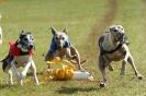 Image 97 in 3RD  WCRA  CHAMPIONSHIP  AUG.  2014