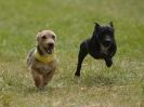 CANINE FUN DAY. THE TERRIERS