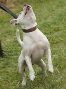 Image 4 in CANINE FUN DAY. THE TERRIERS