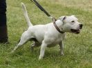 Image 5 in CANINE FUN DAY. THE TERRIERS