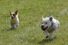 Image 9 in CANINE FUN DAY. THE TERRIERS