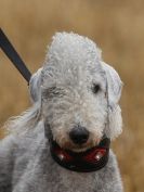 Image 35 in CANINE FUN DAY. PEOPLE AND THEIR DOGS