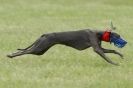 Image 1 in CANINE FUN DAY. LURCHER LURE COURSING AND RACING