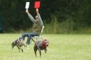 Image 10 in CANINE FUN DAY. LURCHER LURE COURSING AND RACING