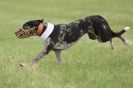 Image 11 in CANINE FUN DAY. LURCHER LURE COURSING AND RACING