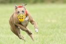 Image 12 in CANINE FUN DAY. LURCHER LURE COURSING AND RACING