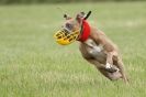 Image 13 in CANINE FUN DAY. LURCHER LURE COURSING AND RACING