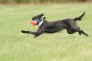 Image 14 in CANINE FUN DAY. LURCHER LURE COURSING AND RACING
