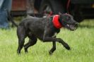 Image 15 in CANINE FUN DAY. LURCHER LURE COURSING AND RACING
