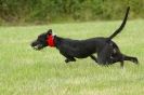 Image 16 in CANINE FUN DAY. LURCHER LURE COURSING AND RACING