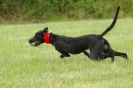 Image 16 in CANINE FUN DAY. LURCHER LURE COURSING AND RACING