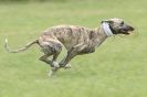 Image 2 in CANINE FUN DAY. LURCHER LURE COURSING AND RACING